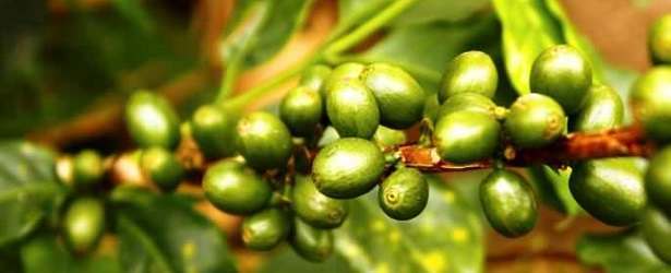 Pure Green Coffee Bean Extract