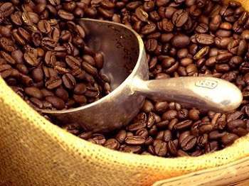 Arabica and Robusta Coffee Plant