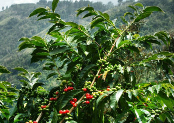 Difference between the Arabica Plant and Robusta Coffee Plant