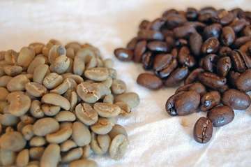 Green Coffee Bean is not Your Average Weight Loss Supplement