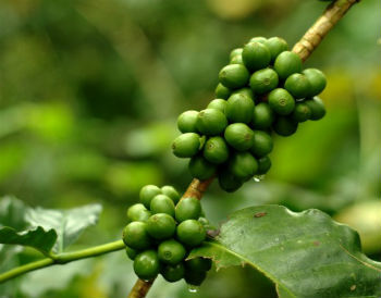 Can Green Coffee Really Help You Lose Weight?